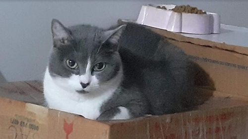 Gata Charlô desapareceu no bairro Montreal
