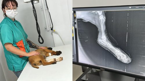 Caramelo atropelado passa por procedimento após mobilização e apoio da comunidade em Cascavel Caramelo atropelado passa por procedimento após mobilização e apoio da comunidade em Cascavel