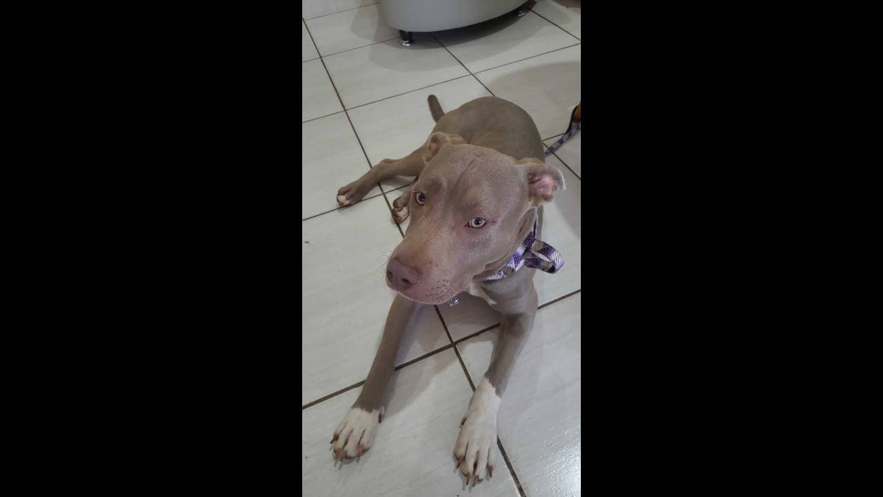 Cachorro é encontrado no bairro Neva