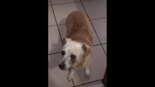 Cachorro Nick desapareceu no bairro São Cristóvão