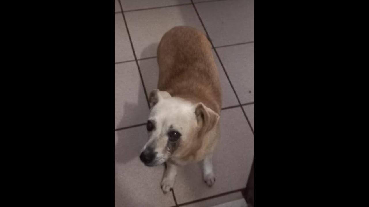 Cachorro Nick desapareceu no bairro São Cristóvão