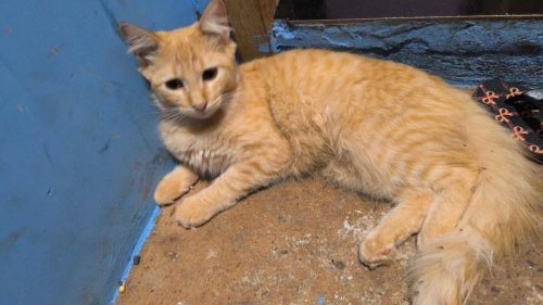 Gato Cenoura desapareceu no bairro Alto Alegre