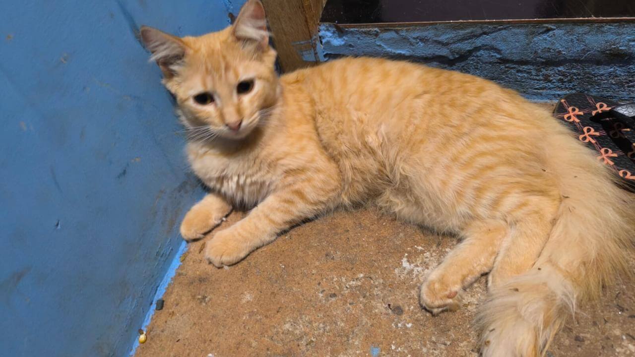 Gato Cenoura desapareceu no bairro Alto Alegre