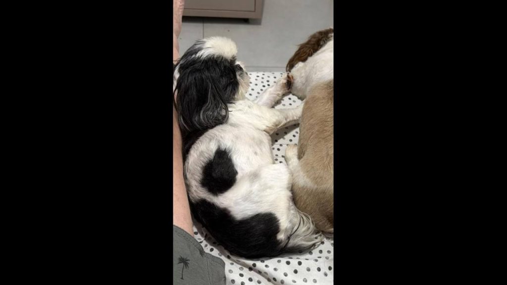 Cachorra Elza desapareceu no bairro Santo Onofre