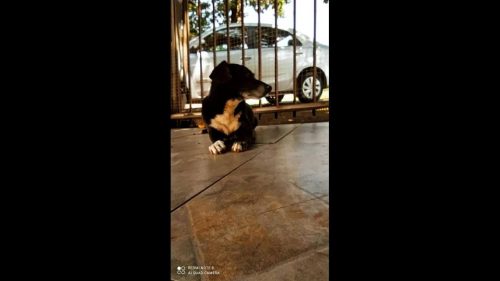 Cachorro Lucky desapareceu no bairro Santo Onofre
