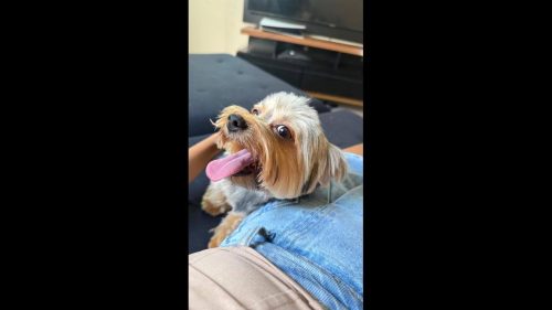 Cachorro Dadinho desapareceu no bairro Cancelli