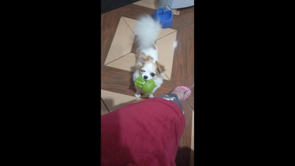 Cachorra Tiquinha desapareceu no bairro Interlagos