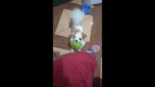 Cachorra Tiquinha desapareceu no bairro Interlagos