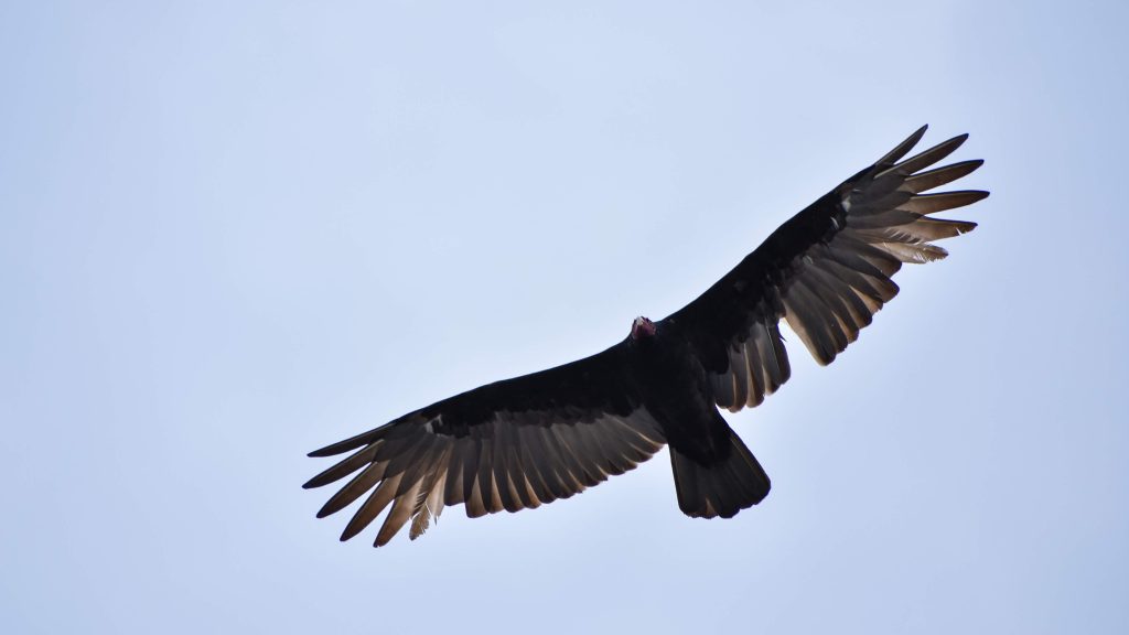 Hoje é de sol de 30ºC, mas o clima já prepara nova reviravolta
