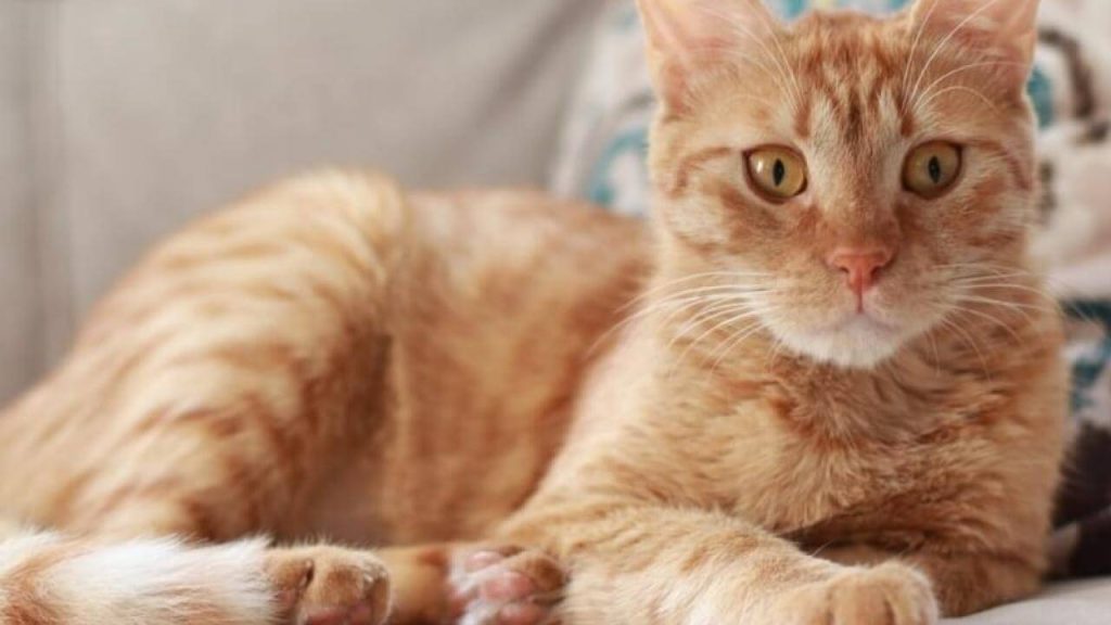 Gato Smigol desapareceu no bairro Parque São Paulo