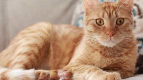 Gato Smigol desapareceu no bairro Parque São Paulo