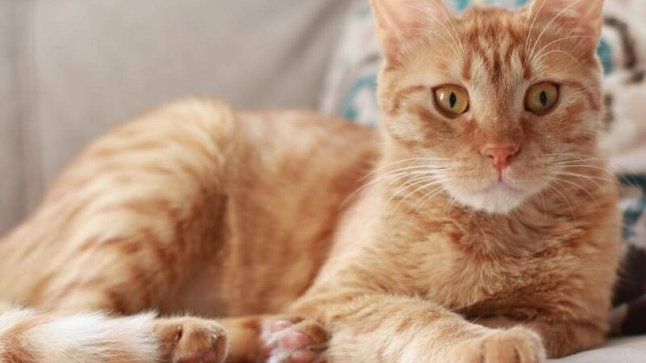 Gato Smigol desapareceu no bairro Parque São Paulo Imagem referente a Gato Smigol desapareceu no bairro Parque São Paulo