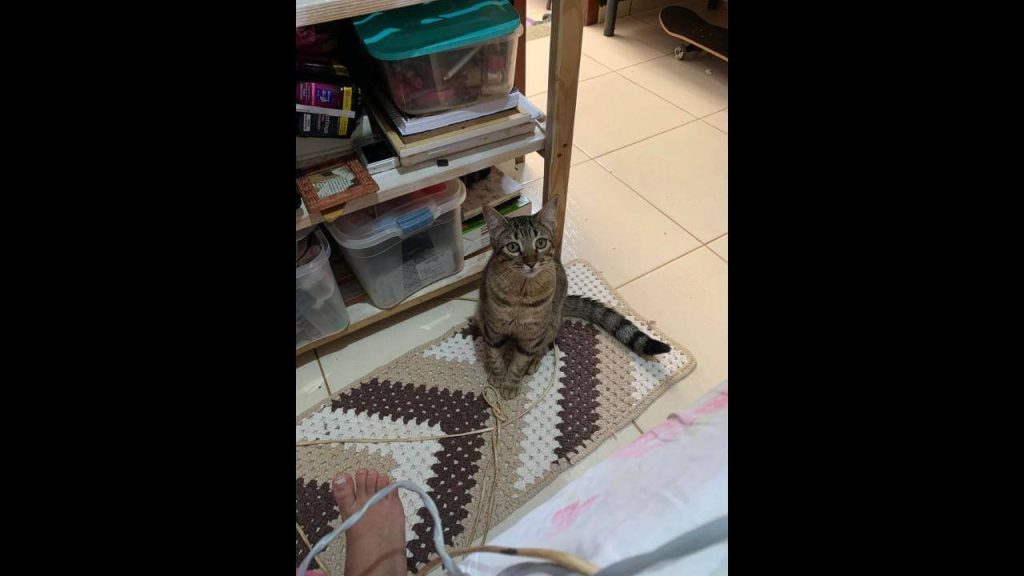 Gato Sid desapareceu no bairro Santa Felicidade