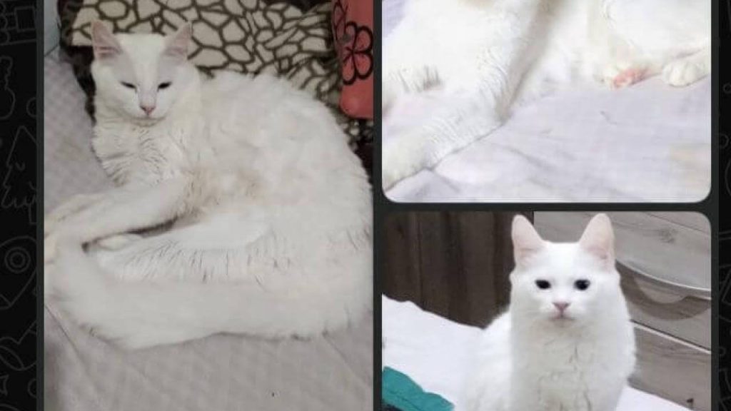 Gata Luna desapareceu no bairro Santa Felicidade