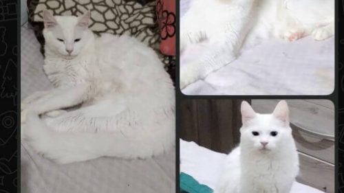 Gata Luna desapareceu no bairro Santa Felicidade
