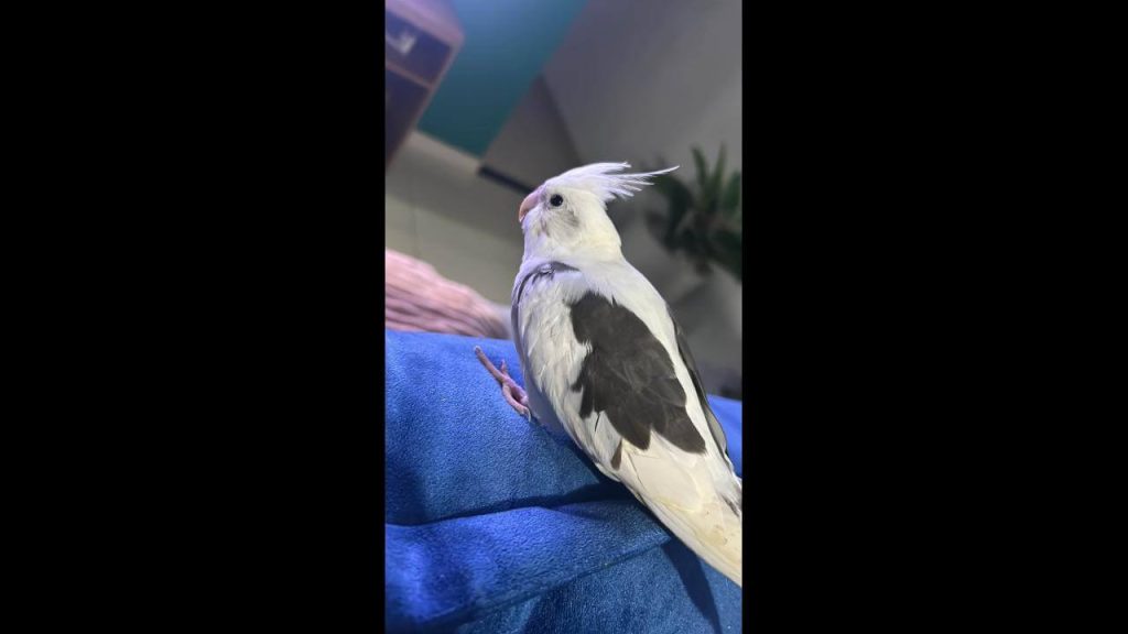 Calopsita Lua desapareceu no bairro Tarumã