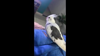 Imagem referente a Calopsita Lua desapareceu no bairro Tarumã