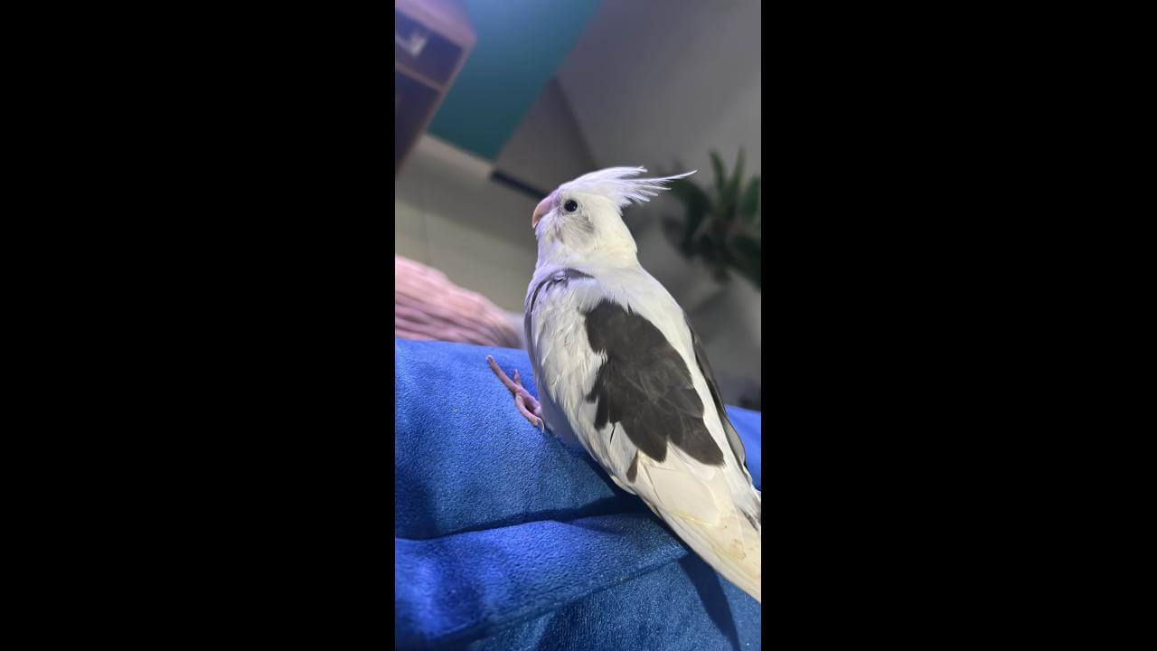 Calopsita Lua desapareceu no bairro Tarumã Imagem referente a Calopsita Lua desapareceu no bairro Tarumã