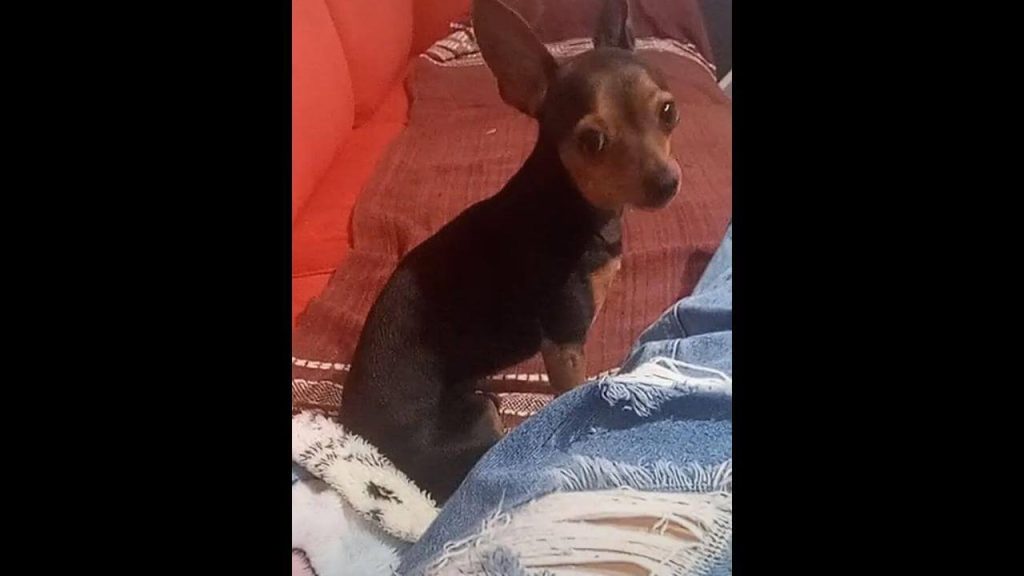 Cachorro Chiclete desapareceu no bairro Florais do Paraná