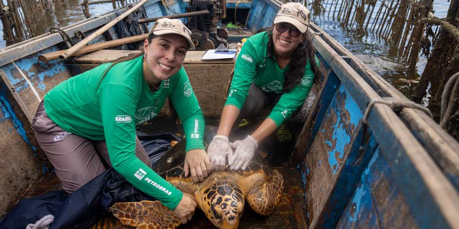 Tartarugas-cabeçudas reaparecem na Baía de Guanabara Imagem referente a Tartarugas-cabeçudas reaparecem na Baía de Guanabara