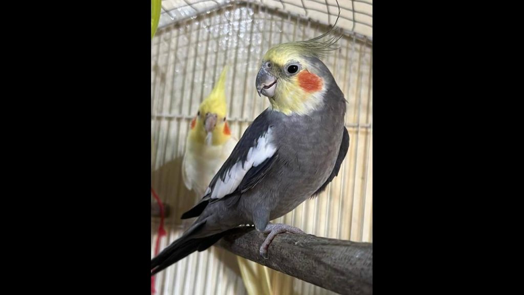 Calopsita Kiwi desapareceu no bairro Universitário