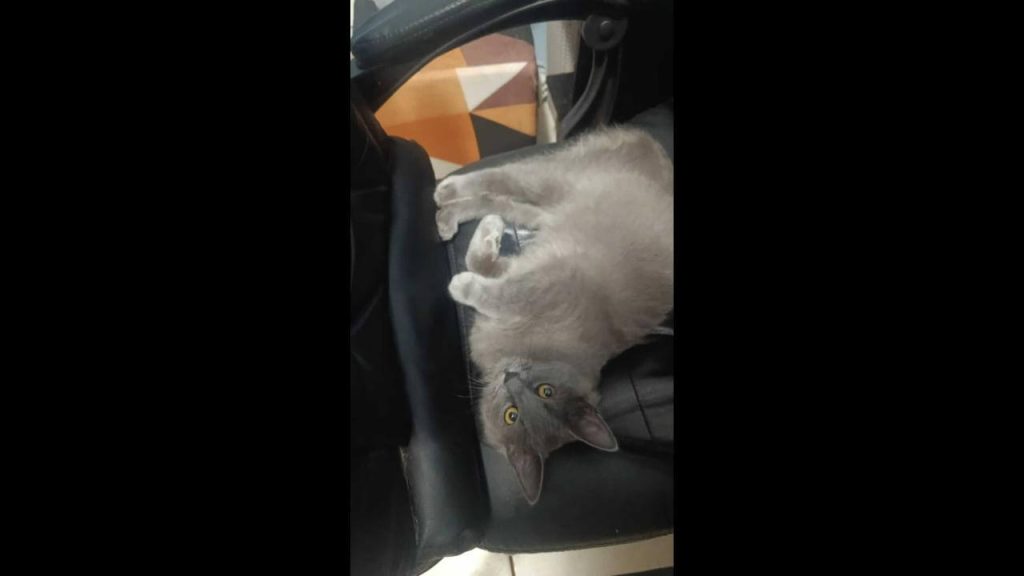 Gato Adam desapareceu no bairro Fag