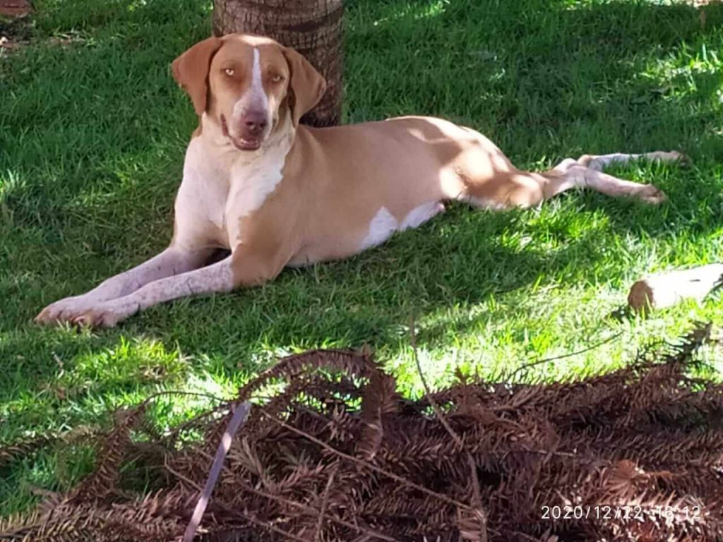 Cachorra Cida desapareceu no bairro Coqueiral
