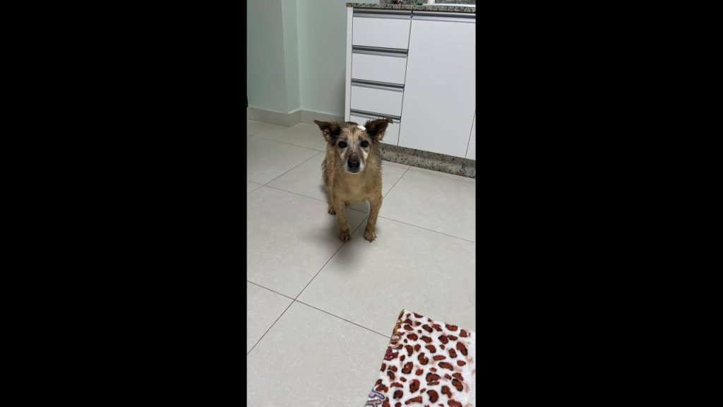 Cachorra é encontrada no bairro Country