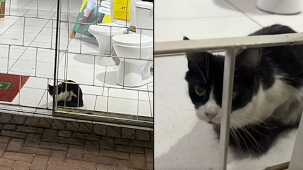 “Vou mandar pra CGN”: moradora flagra gatinho preso dentro de loja