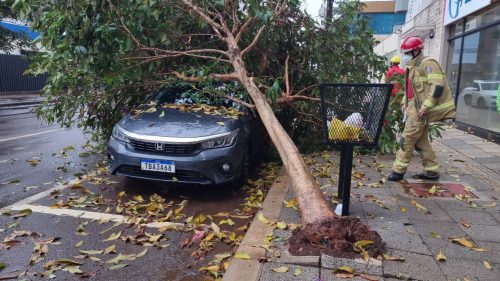 Árvore cai sobre carro de casal estacionado no Centro