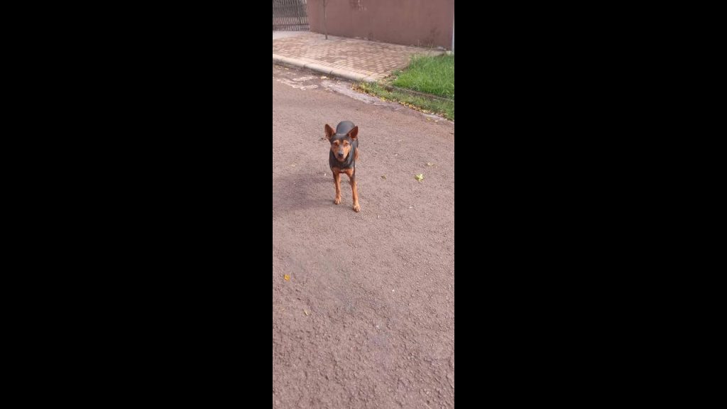Cachorro é encontrado no bairro Brasília