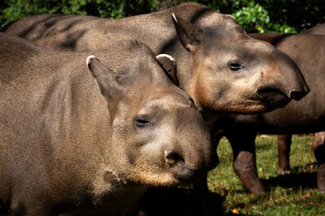 Dia Mundial da Anta: animal surpreende cientistas e vira peça-chave na sobrevivência das florestas