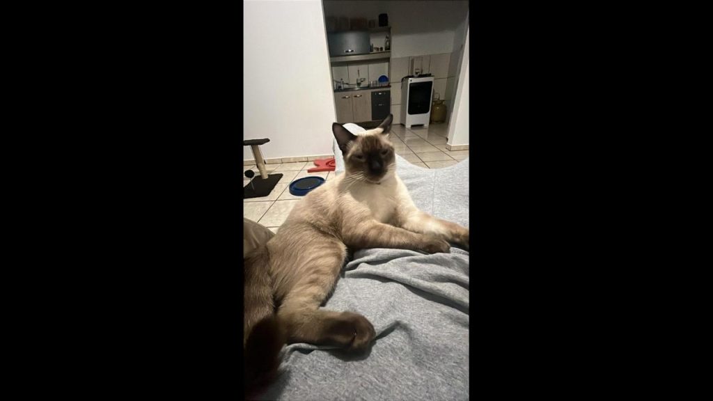 Gato Bili desapareceu no bairro Santa Cruz