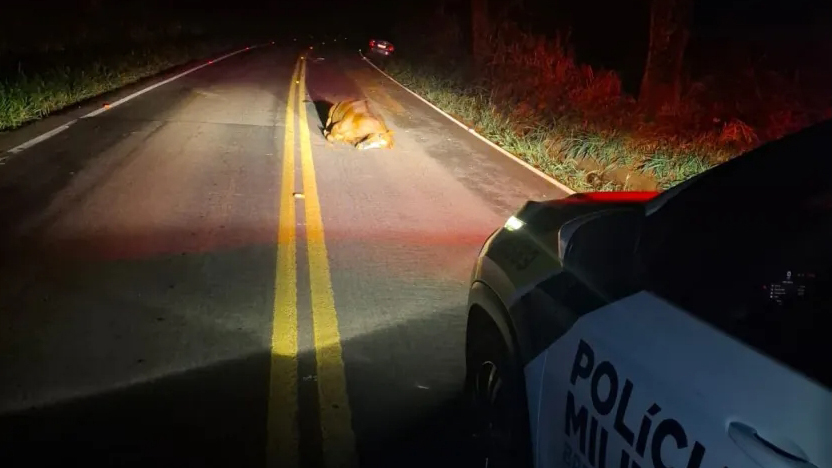 Cavalo morre após ser atropelado na PR-498 em São Carlos do Ivaí