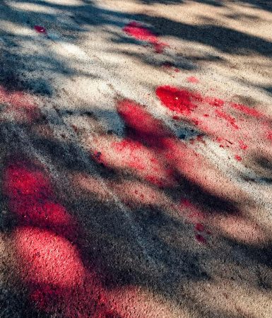 Imagem referente a Homem mata pitbull a tiros após ser atacado no Bairro Maria Luiza, em Cascavel