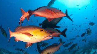 Lista de peixes e invertebrados ameaçados de extinção é atualizada Lista de peixes e invertebrados ameaçados de extinção é atualizada