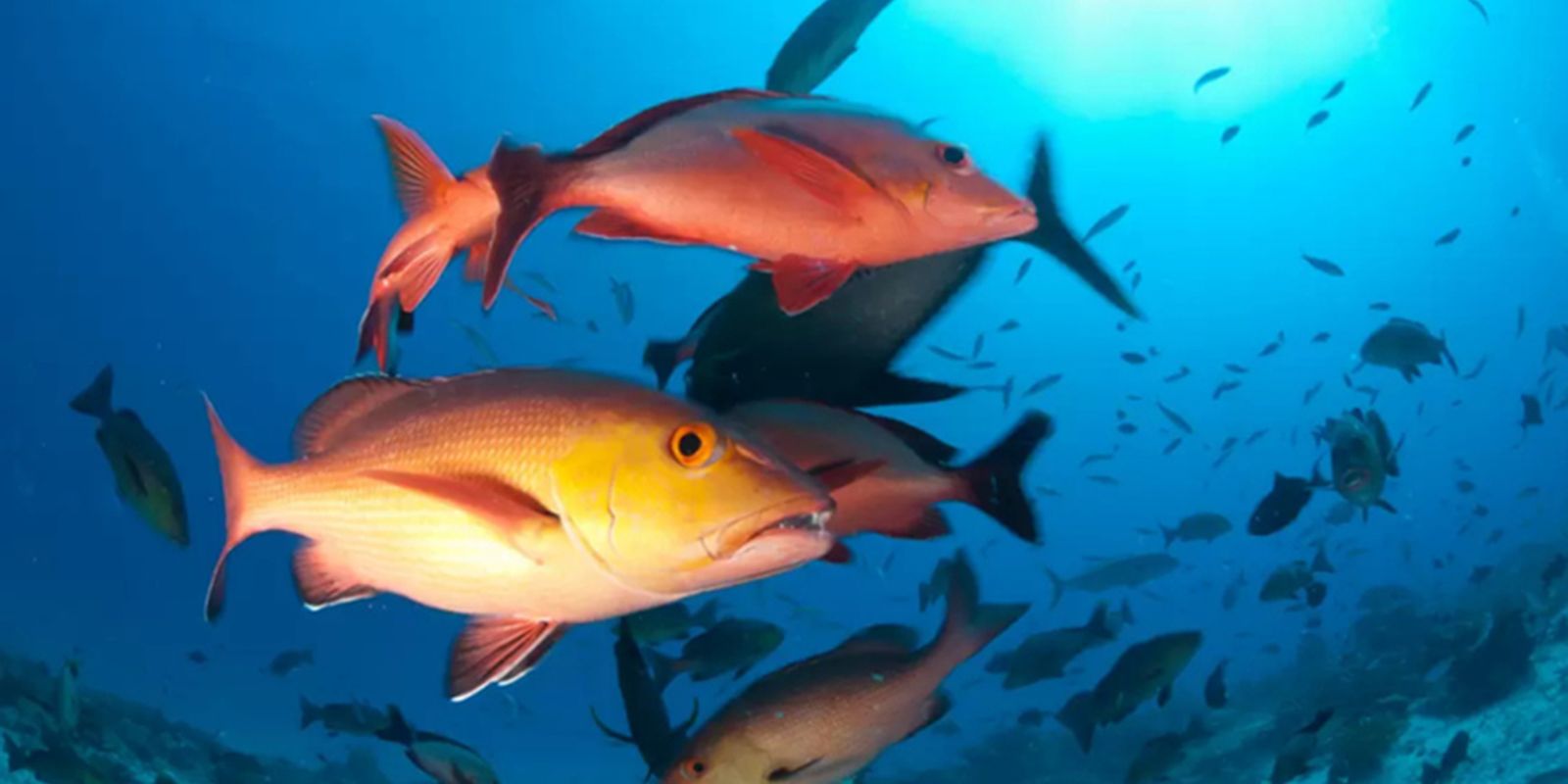 Lista de peixes e invertebrados ameaçados de extinção é atualizada Lista de peixes e invertebrados ameaçados de extinção é atualizada