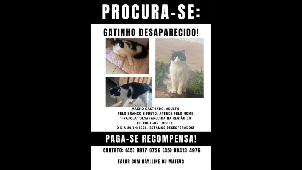 Gato Frajola desapareceu no bairro Interlagos