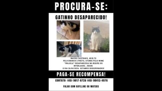 Imagem referente a Gato Frajola desapareceu no bairro Interlagos