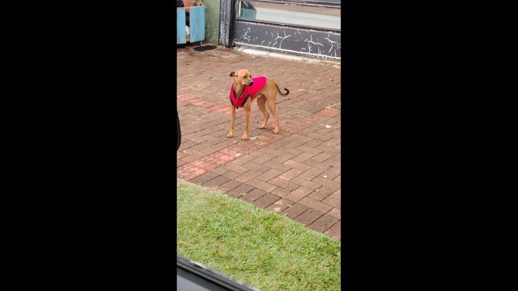 Cachorra é encontrada no bairro Alto Alegre