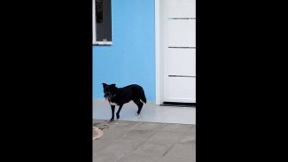 Imagem referente a Cachorra Kika desapareceu no bairro Positano