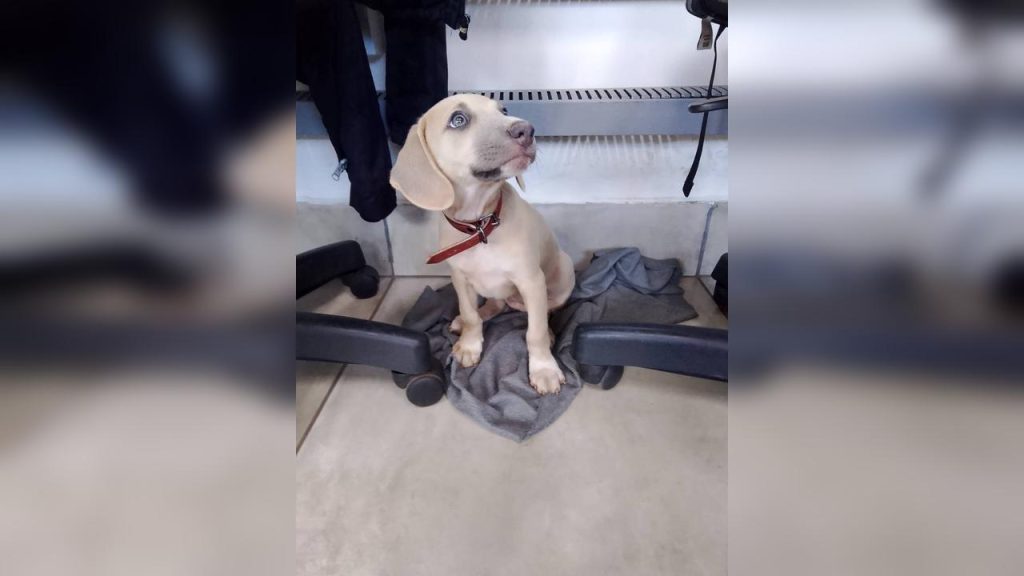 Cachorra é encontrada no Bairro 14 de Novembro