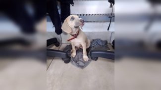 Imagem referente a Cachorra é encontrada no Bairro 14 de Novembro