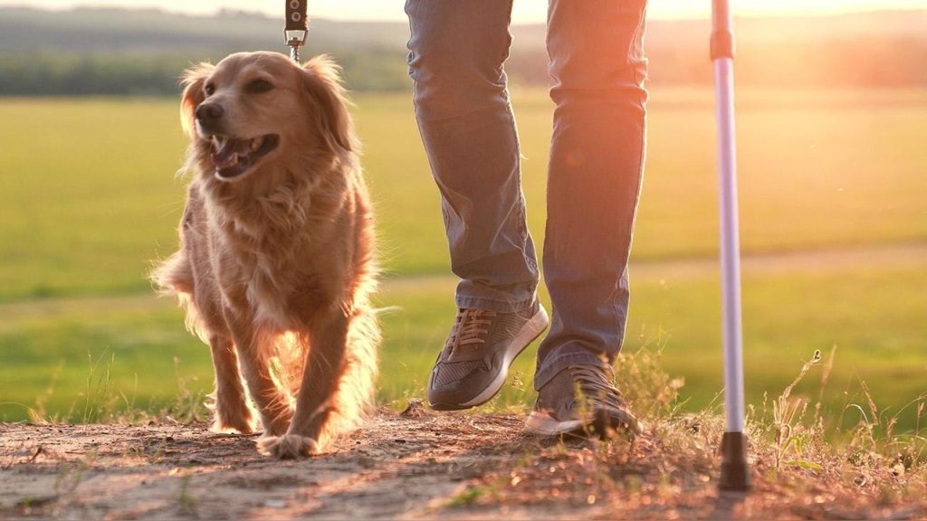 Mais que companhia: cães-guia representam liberdade e acessibilidade no Brasil Mais que companhia: cães-guia representam liberdade e acessibilidade no Brasil