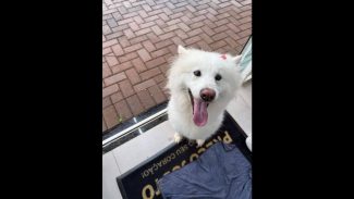 Imagem referente a Cachorra é encontrada no bairro Jardim União