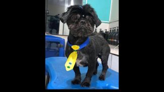 Imagem referente a Cachorro Thor desapareceu no bairro Tropical III