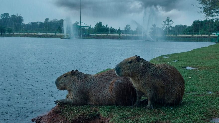 Cascavel enfrenta risco de temporal, mas capivaras seguem plenas na chuva