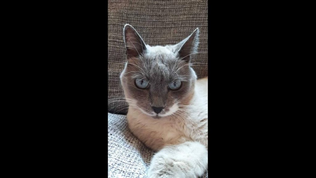 Gata Mimi desapareceu no bairro Neva