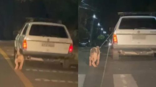Homem é preso após arrastar cachorro por 3 km até a morte