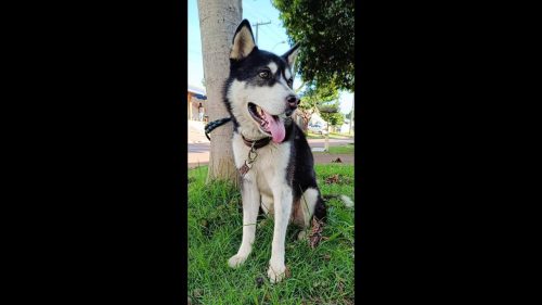 Cachorro Vegas desapareceu no bairro Periolo